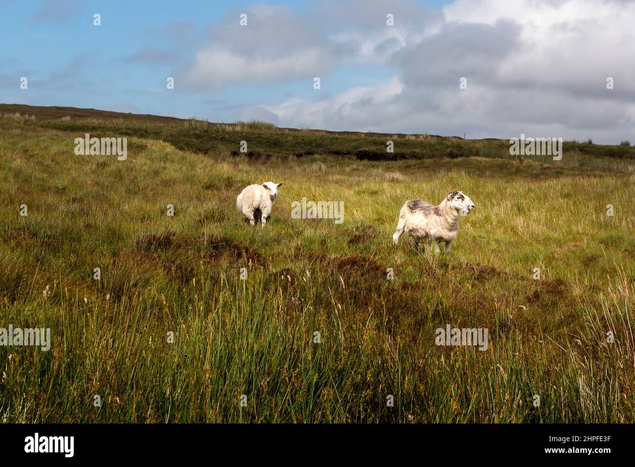 Sheep in the green meadow Stock Photo - Alamy