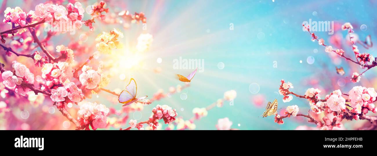 Blooming Flowers And Sky - Spring Background With Defocused abstract Light Stock Photo