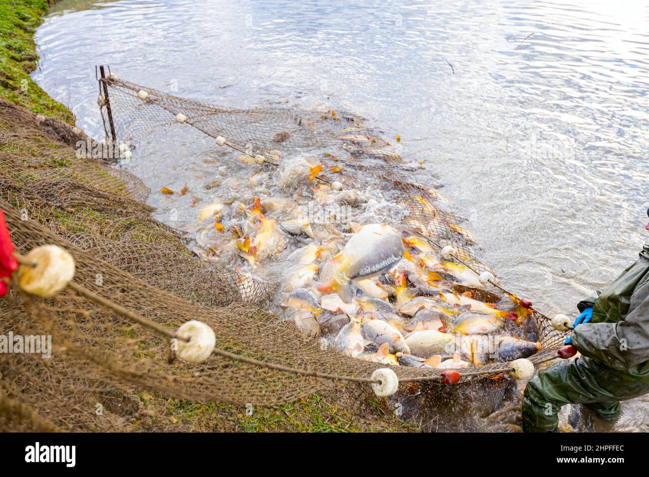 Commercial fish pond hi-res stock photography and images - Page 3 - Alamy