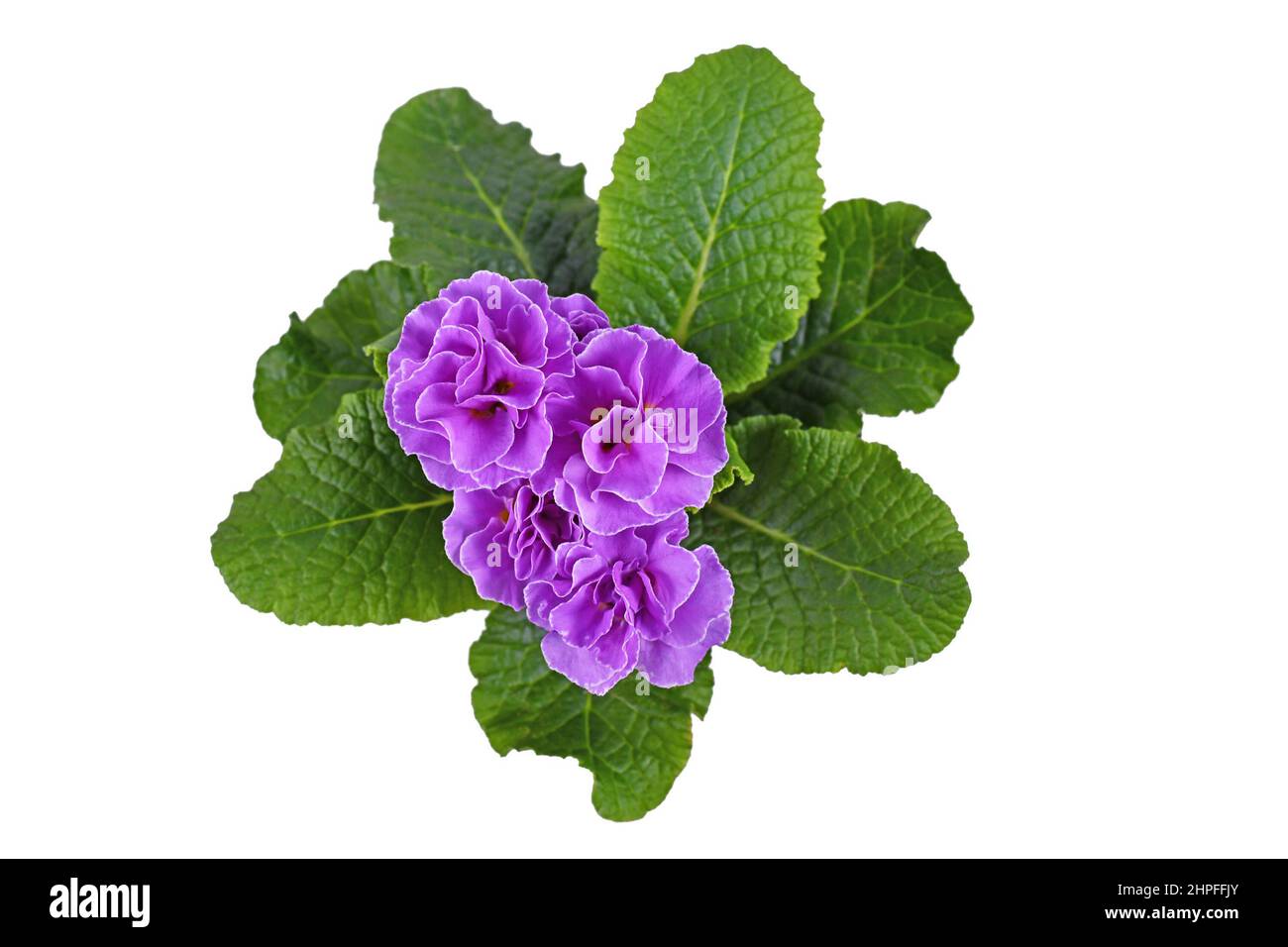 Top view of violet double primrose on white background Stock Photo