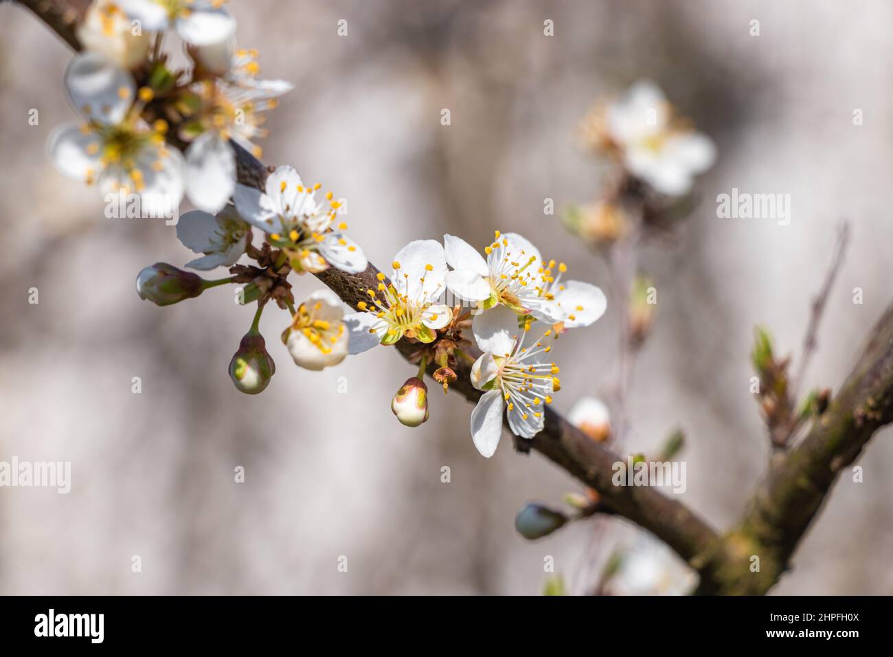 spring close-up on a branch with and flowers of cherry birds Stock Photo