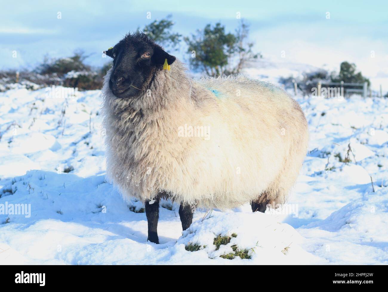 Suffolk breed sheep on snow-covered field in rural Ireland in wintertime Stock Photo