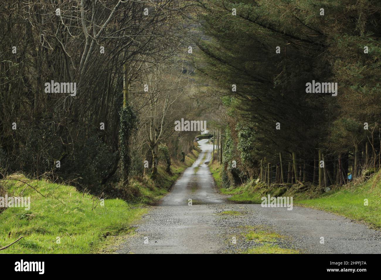 Road through forest in rural Ireland Stock Photo
