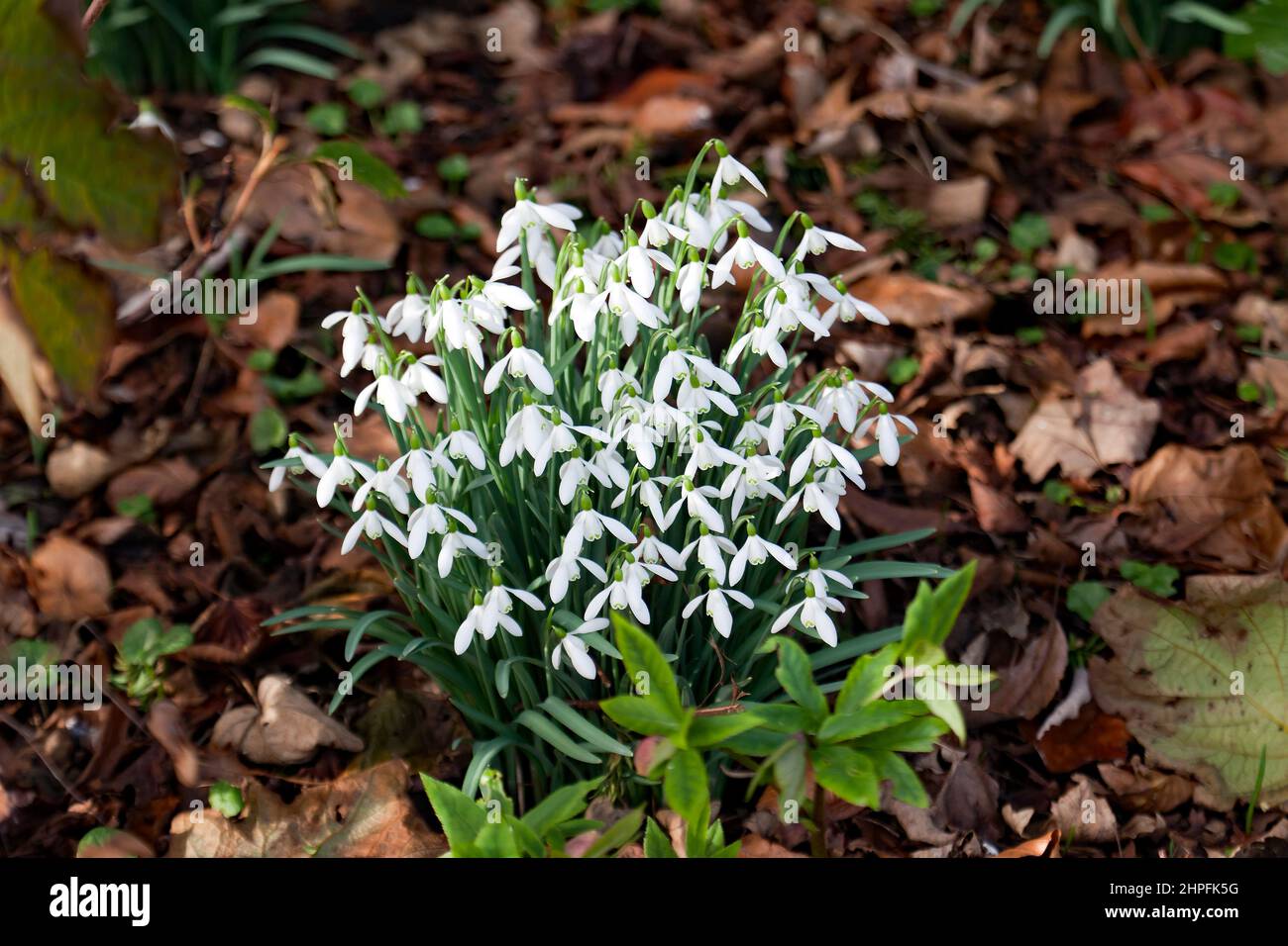 Display of Snowdrops in the Gardens at Walmer Castle Stock Photo