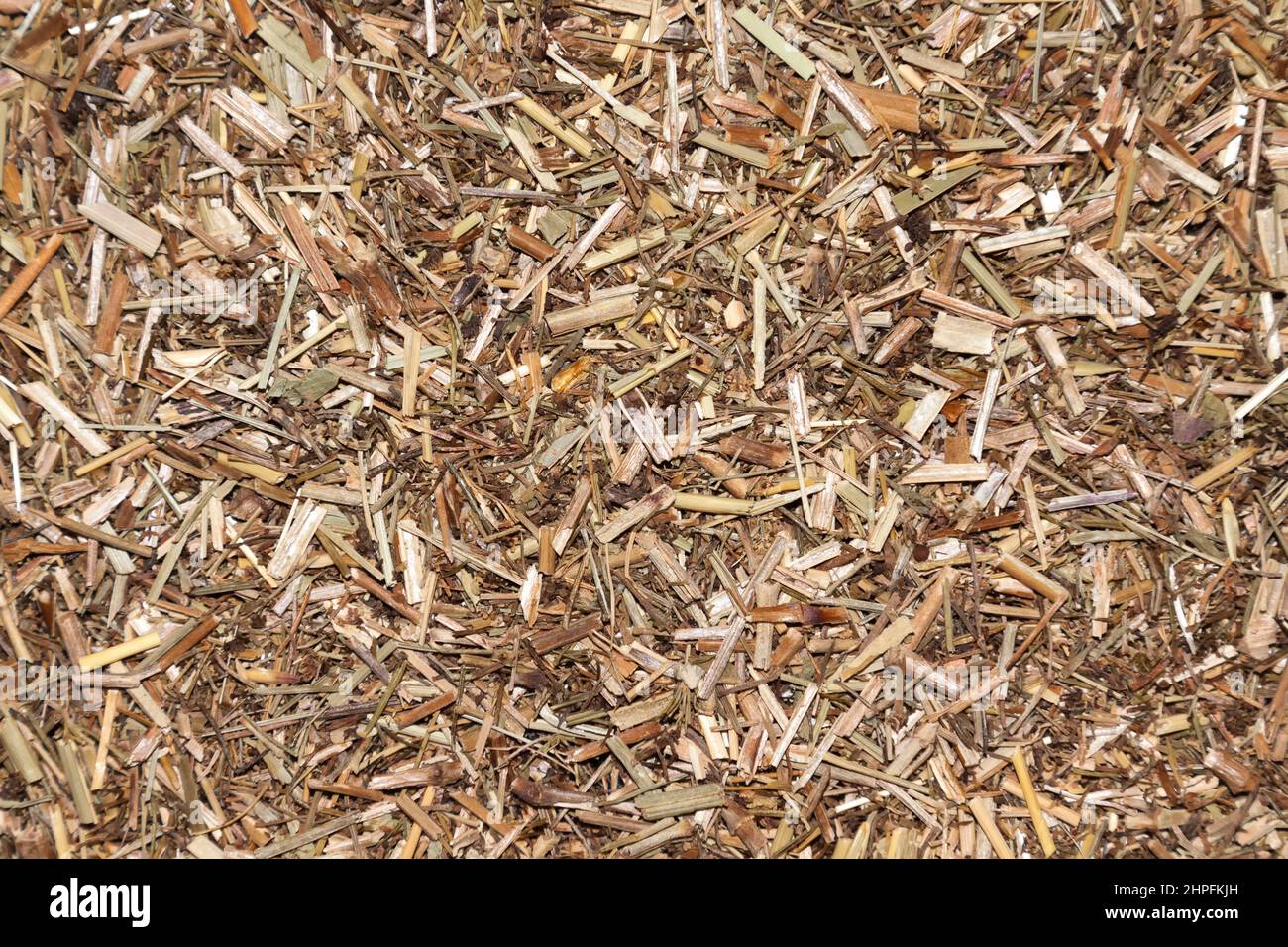 Labkraut, Galium Stock Photo