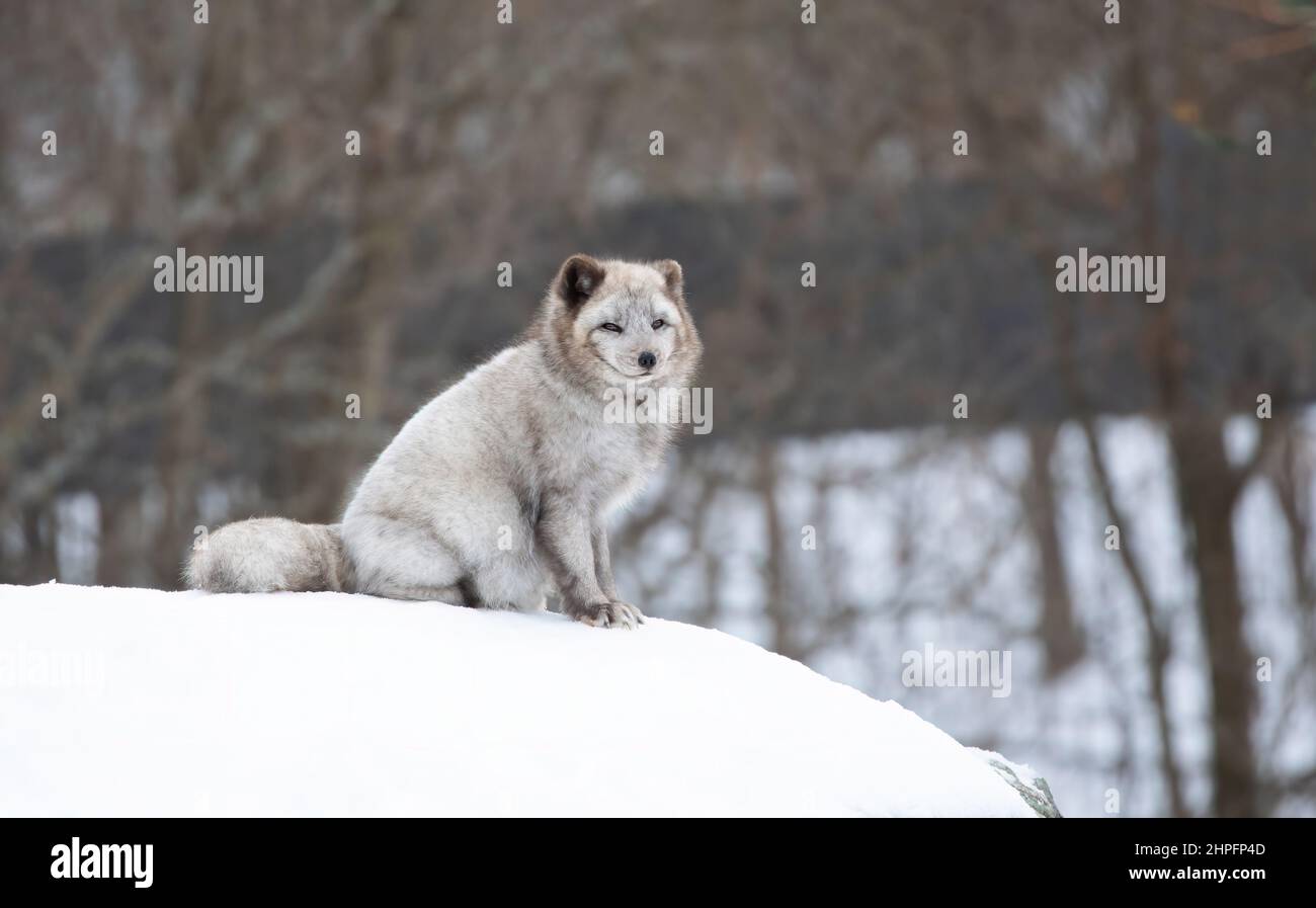 Arctic fox Vulpes lagopus in brown and white winter coat sitting in the snow in winter in Canada Stock Photo