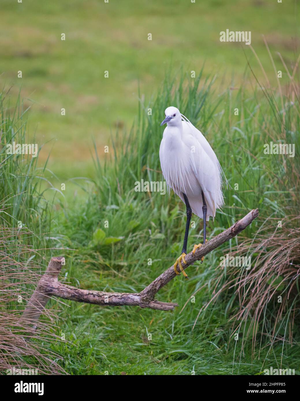 a very early morning picture of a Little Egret at the watersedge at Horn Mill Trout Farm, Exton
