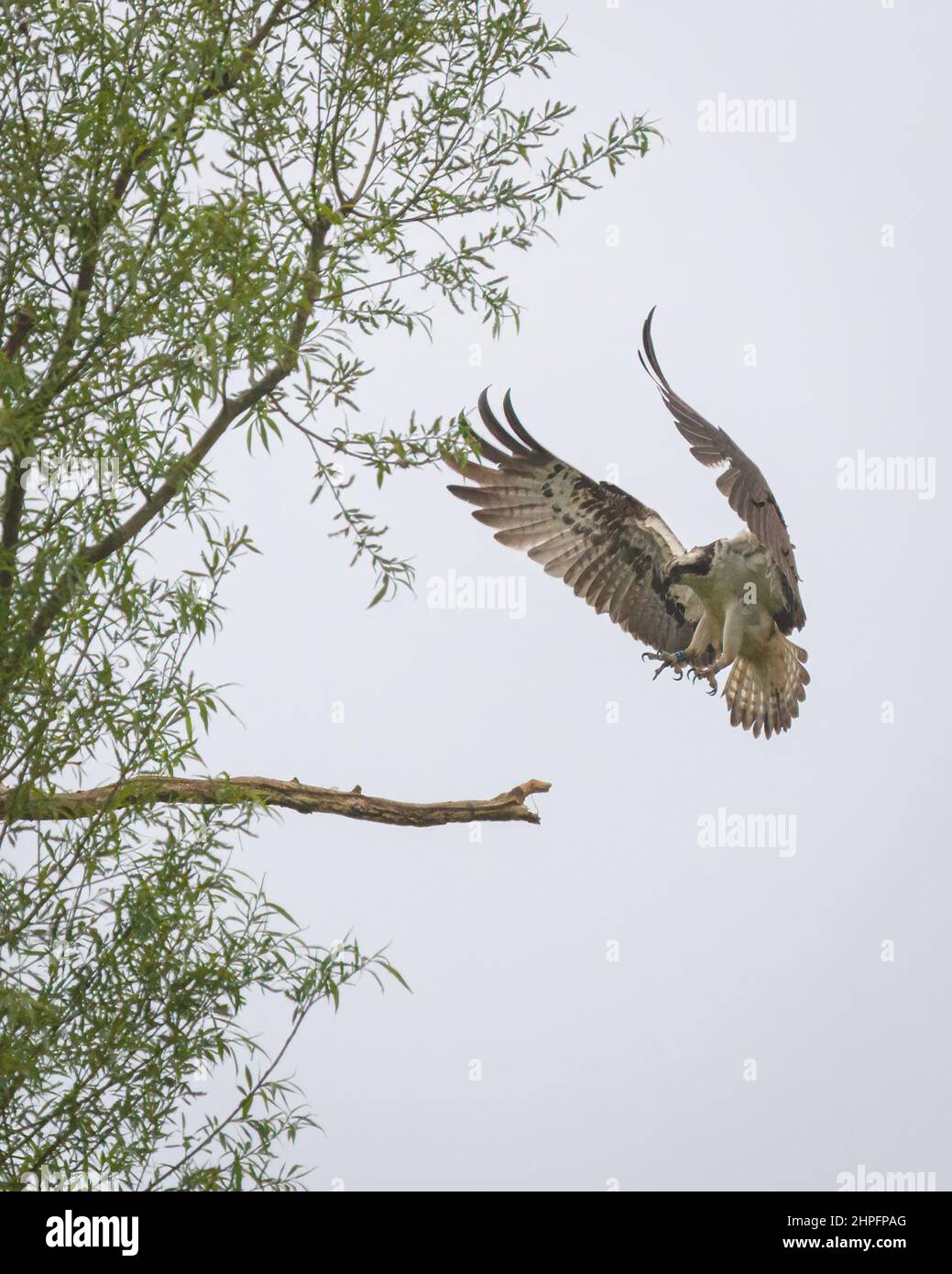 An Osprey landing on its perch in a tree at Horn Mill Trout Farm, Oakham, Rutland, England, UK