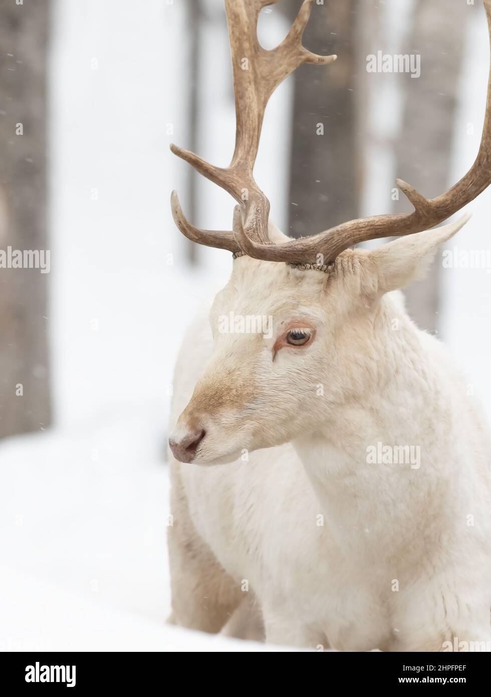 Fallow buck deer (Dama dama) with large antlers poses in a winter field in Canada Stock Photo