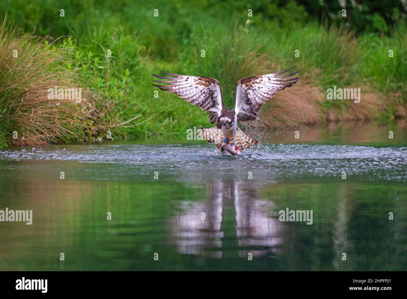 An osprey taking off from the water at Horn Mill Trout Farm, Oakham, Rutland, England, UK, with