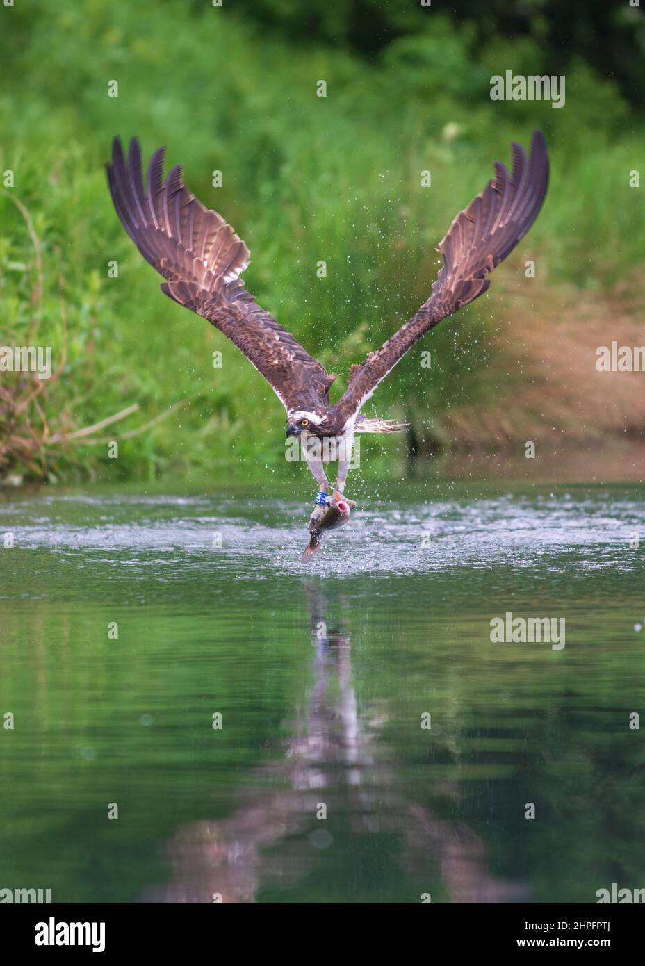 An osprey taking off from the water at Horn Mill Trout Farm, Oakham, Rutland, England, UK, with