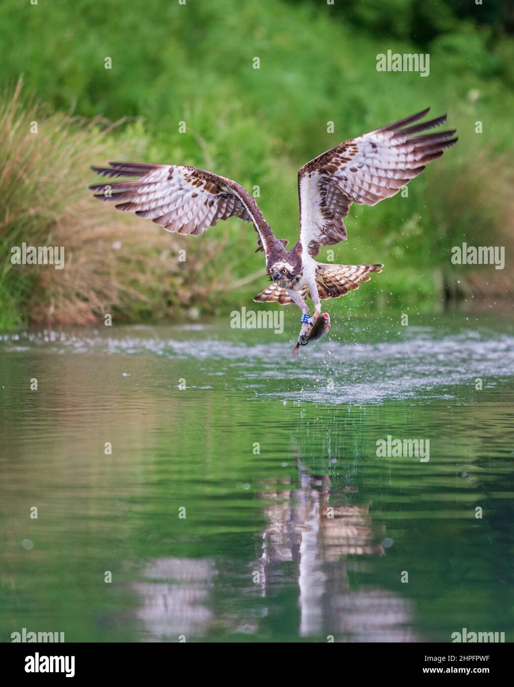An osprey taking off from the water at Horn Mill Trout Farm, Oakham, Rutland, England, UK, with