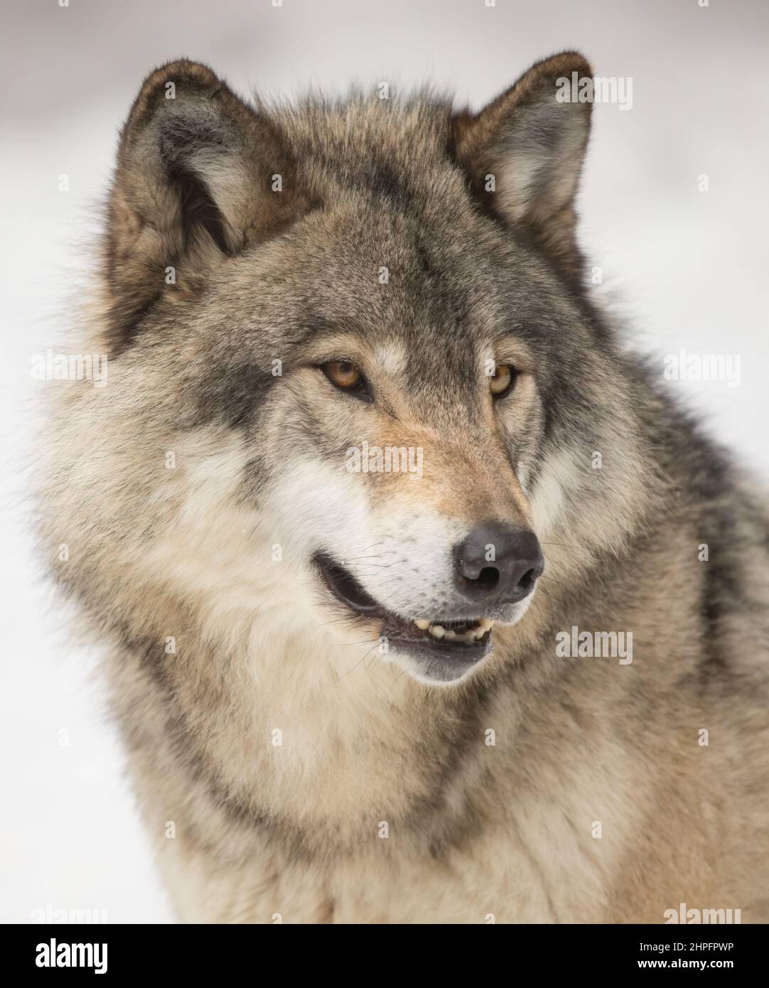 Wolf portrait captive winter hi-res stock photography and images - Alamy