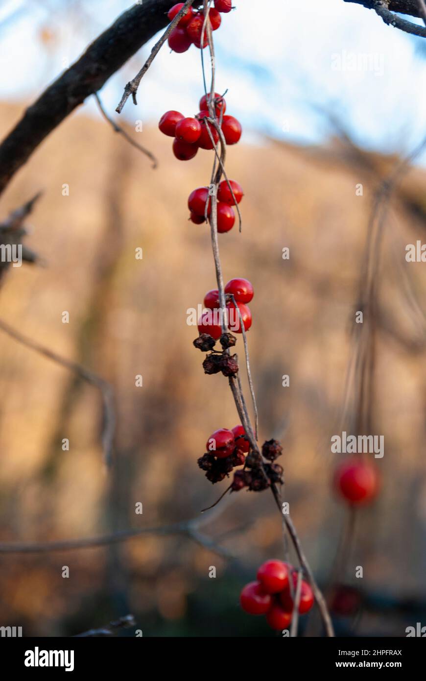 Cluster of winter wild red berries of Ribes alpinum in vertical alongside other dry berries Stock Photo