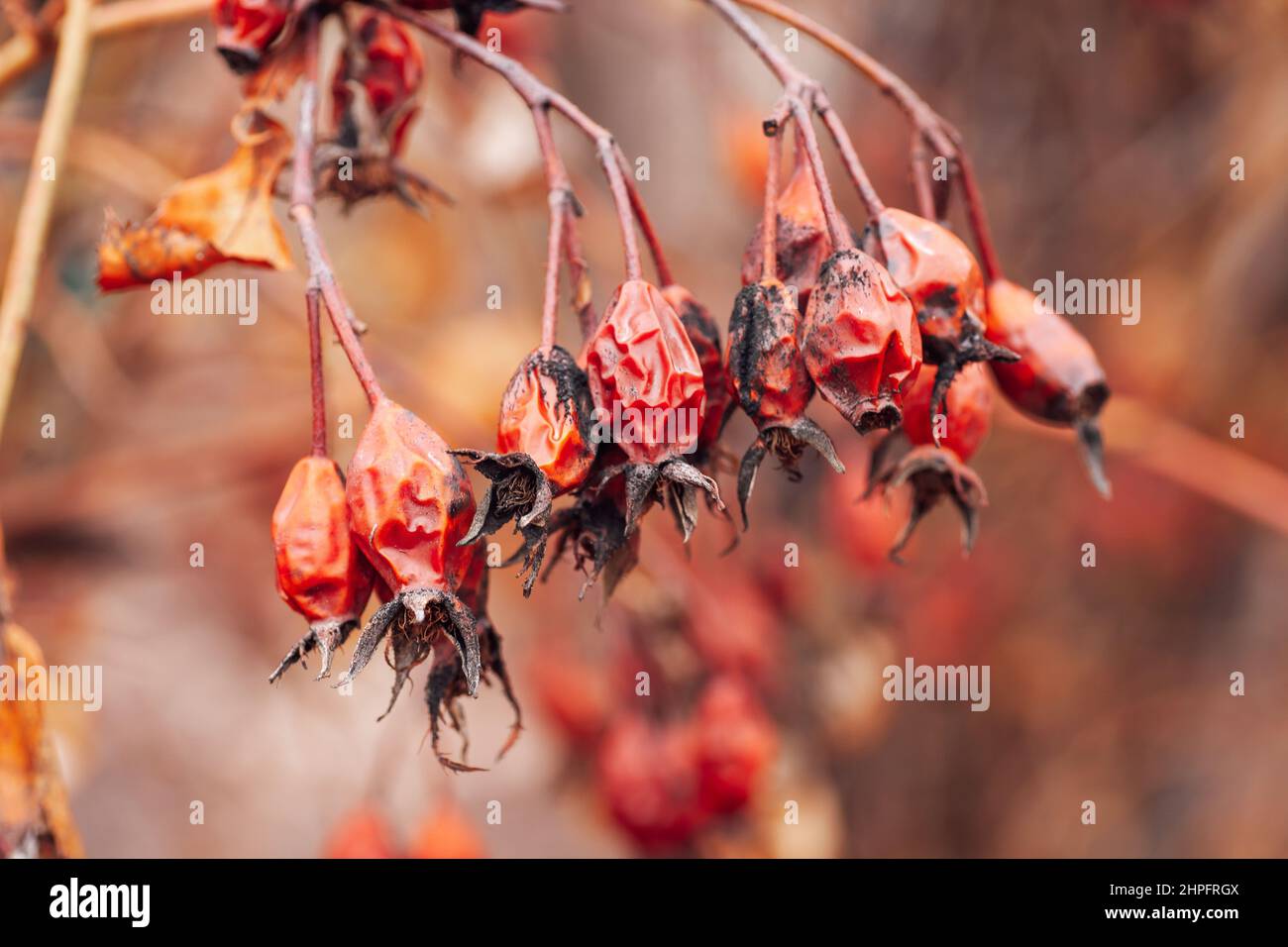 Closeup of twig of rose hip full of old berries of red color with dark spots on blurred background. Healthy plant for making tee and treatment Stock Photo