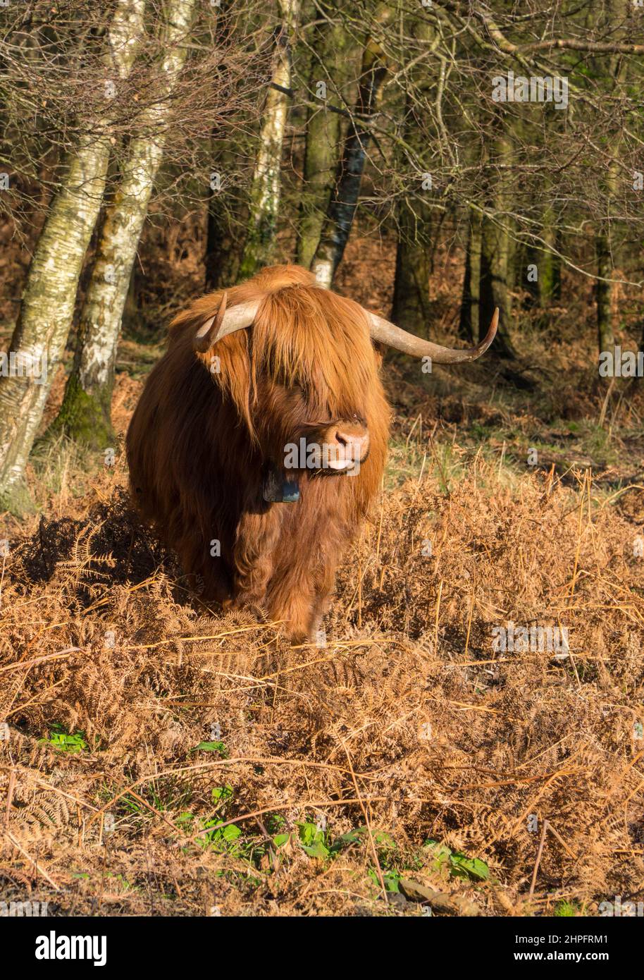 Highland cattle used for grazing in the Forest of Dean Gloucestershire England UK. January 2022. Stock Photo