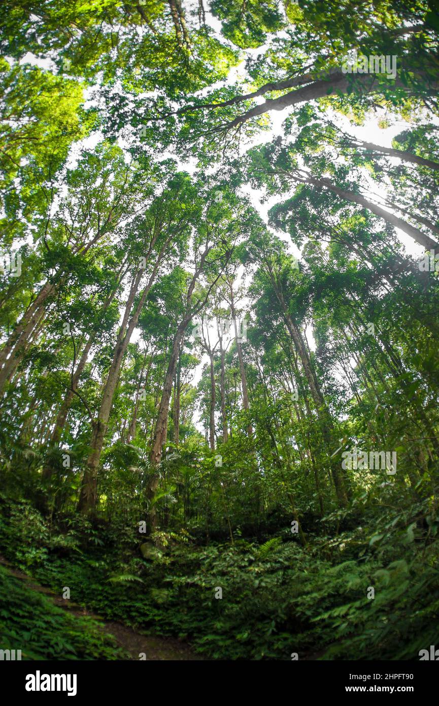 Abstract fisheye view of trees in a tropical forest. Exotic jungle ...