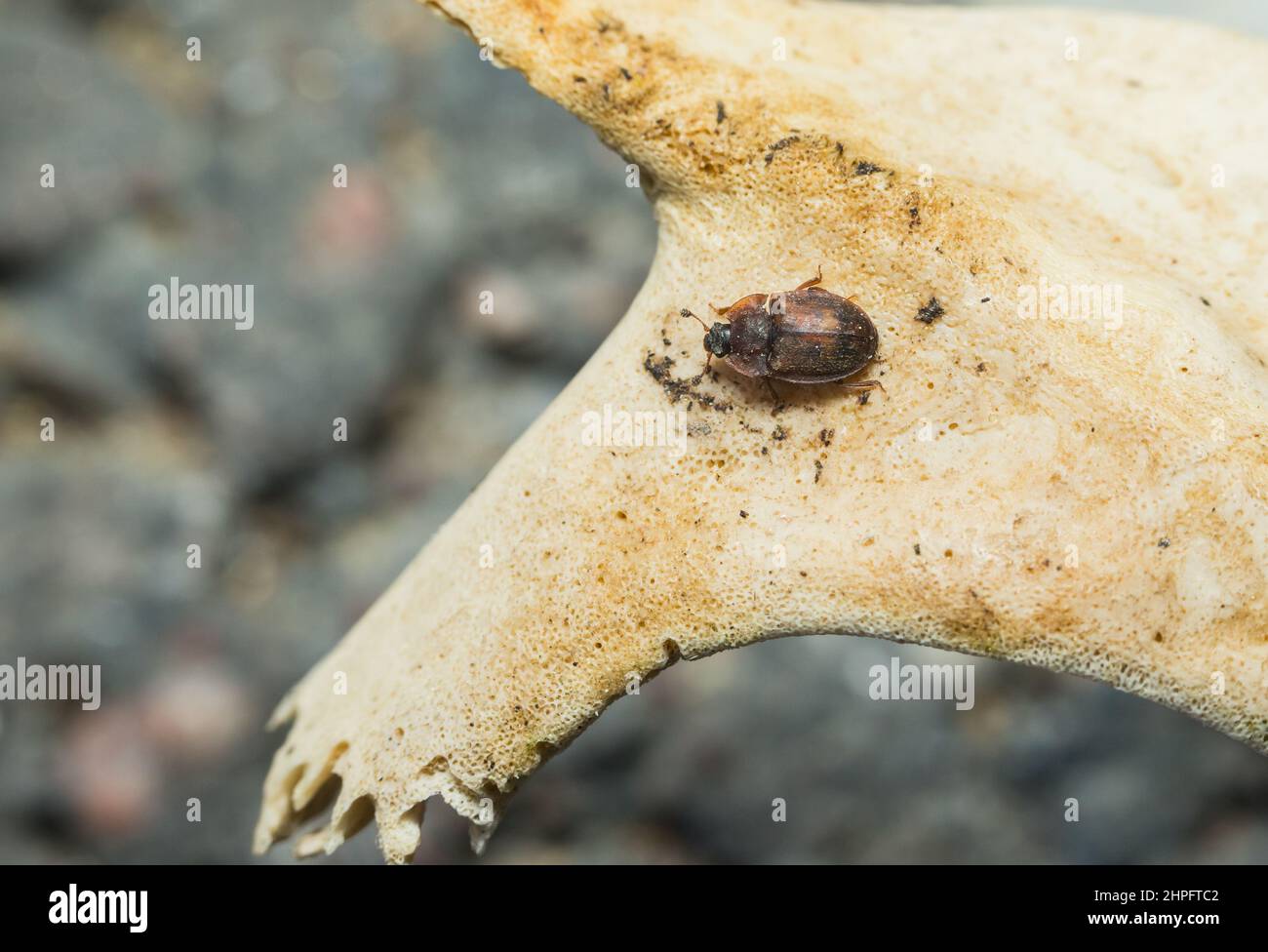 Sap feeding beetle (Omosita depressa) on animal bones Stock Photo