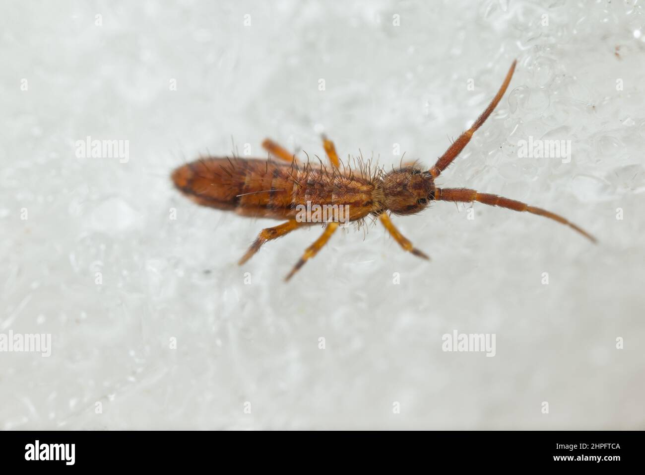 Slender springtail (Orchesella flavescens) walking on ice Stock Photo