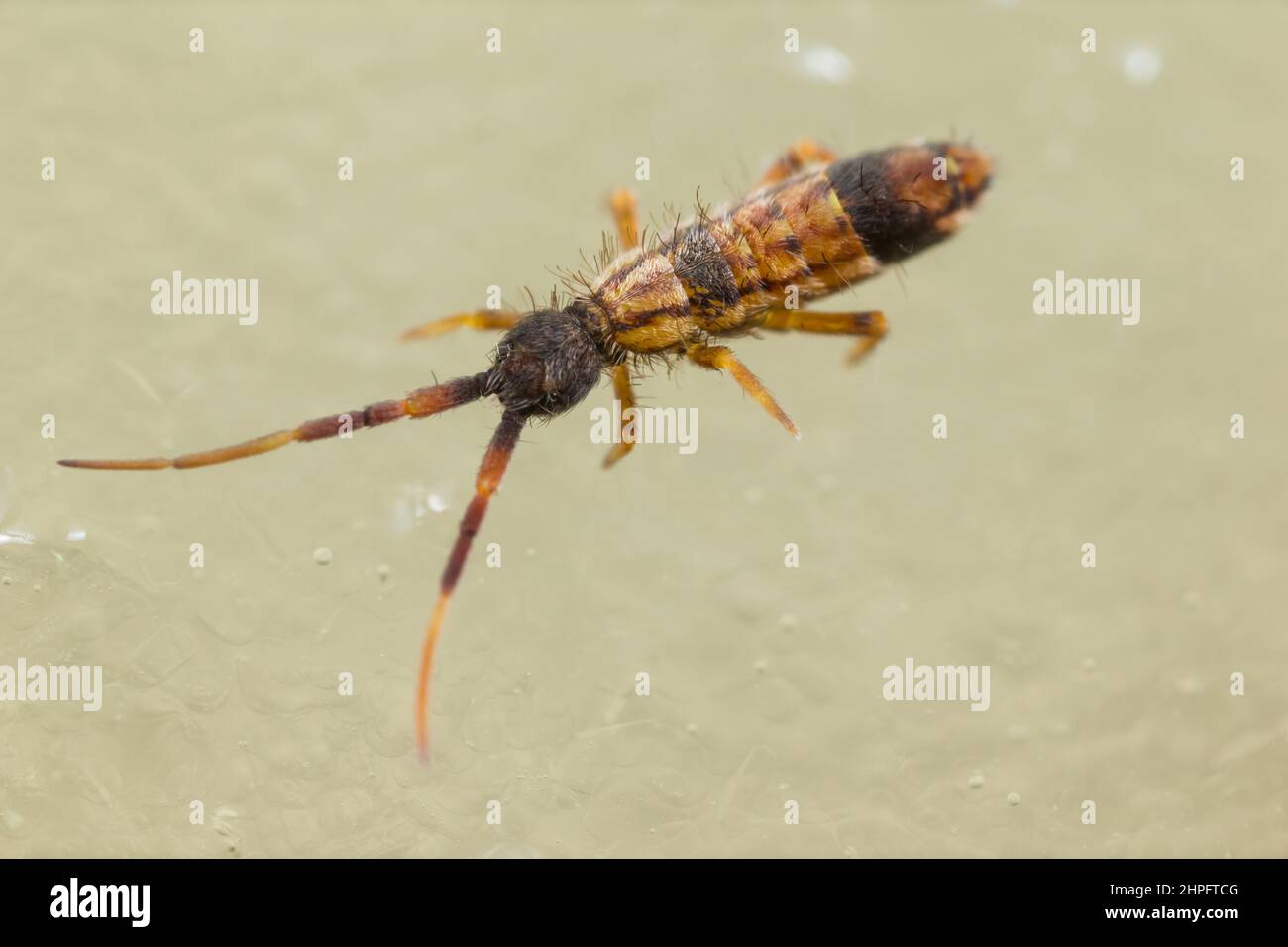 Slender springtail (Orchesella flavescens) walking on ice Stock Photo