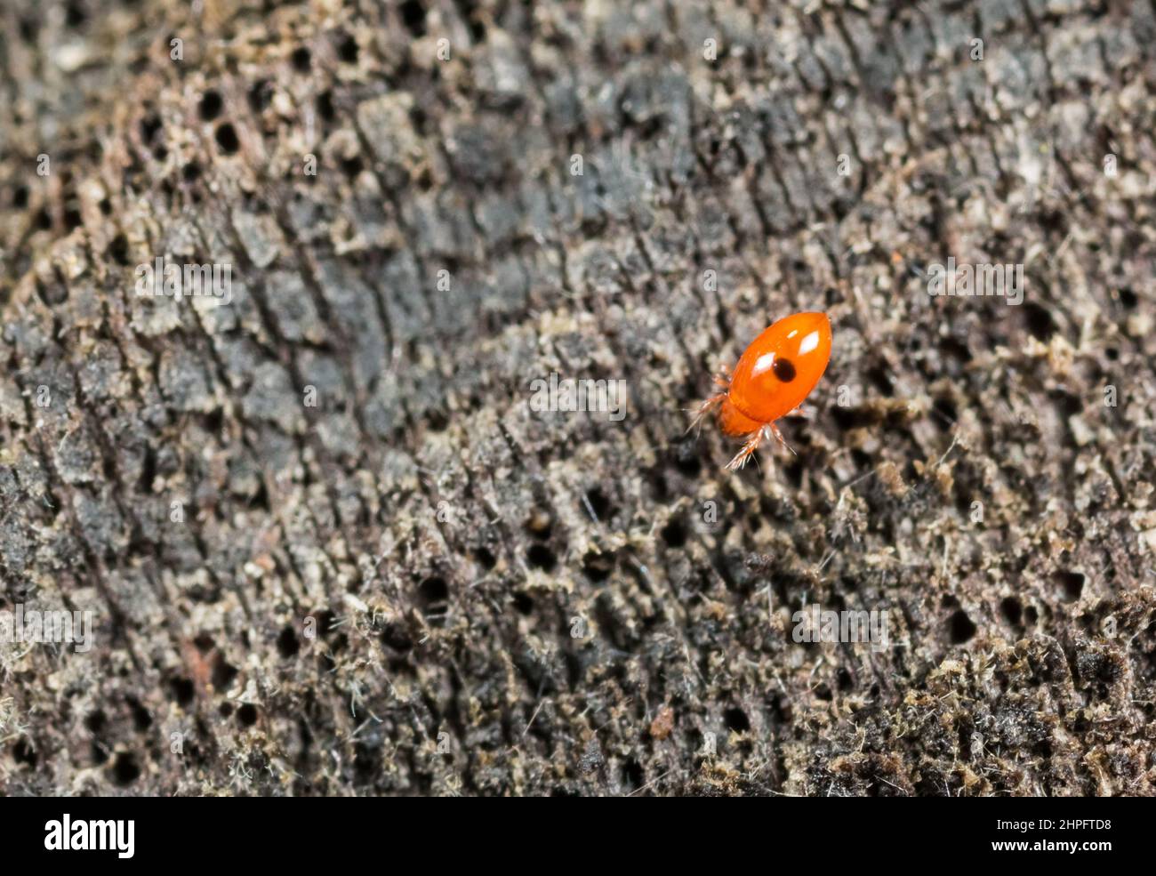 Oribatid moss mite (Oribatida Stock Photo Alamy