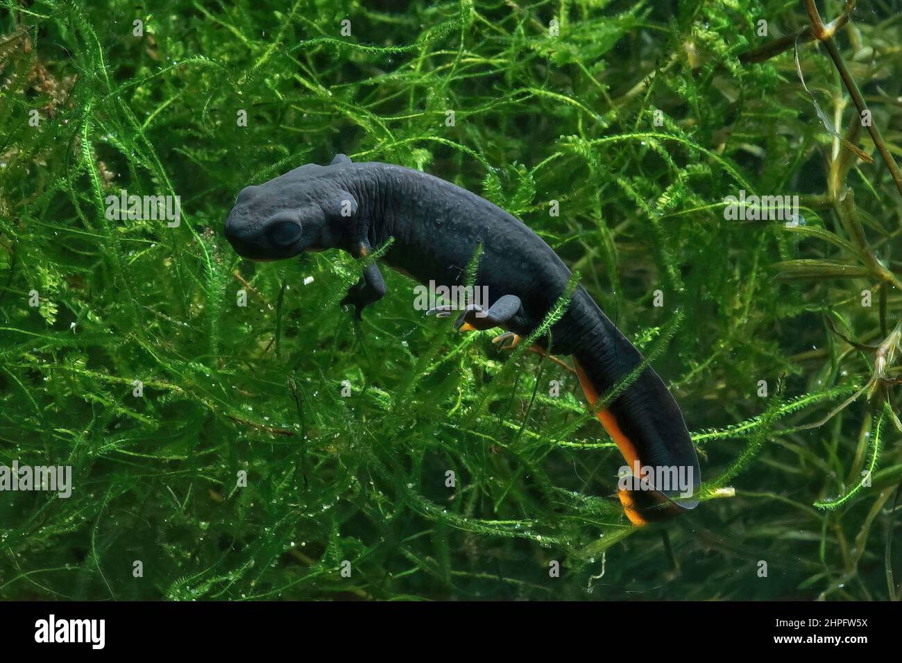 Closeup on an aquatic adult Chinese firebellied newt, Cynops orientalis, in Java moss Stock Photo