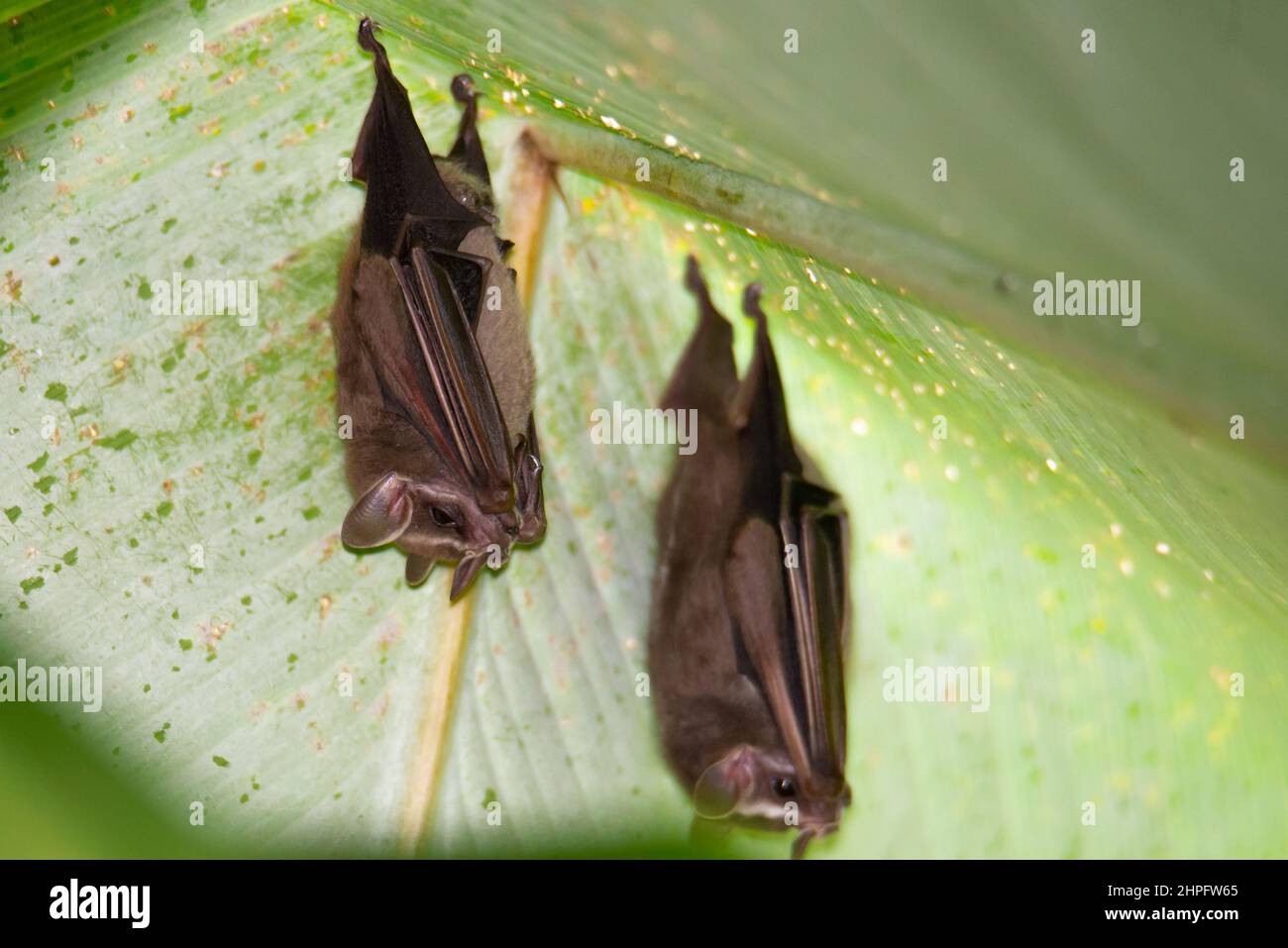 Leafnosed bat under a leaf. Exotic bats in the jungle Stock Photo Alamy
