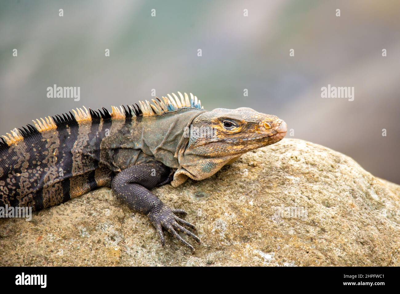 Black iguana (Ctenosaura similis) above rocks in the beach close-up ...