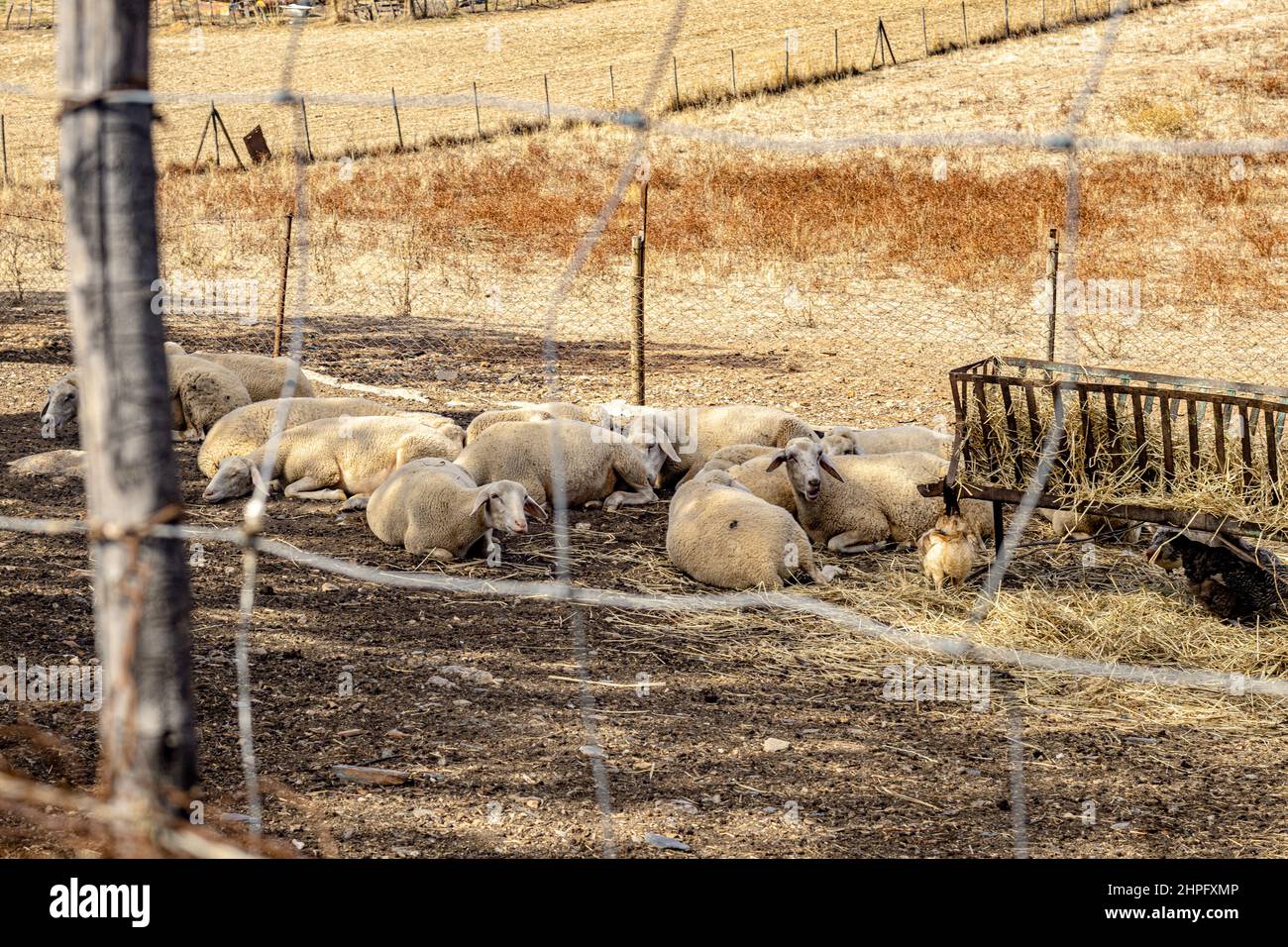 Sheep Laying Behind Fence Alentejo Stock Photo