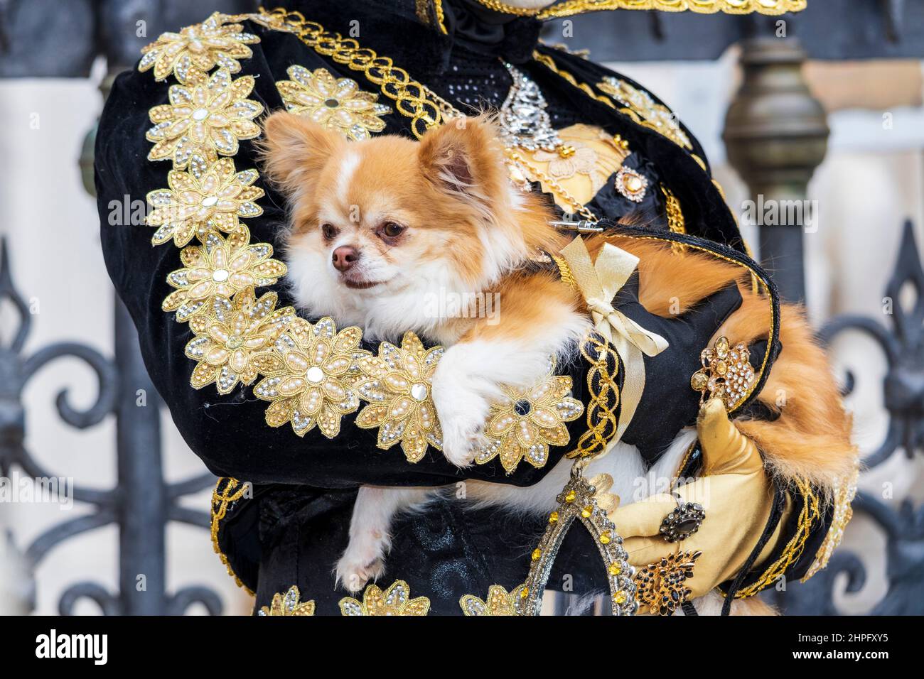 Venice, Italy. 21 February 2022. Dog in costume. Colourful costumes at the Carnival in Venice. Photo: Vibrant Pictures/Alamy Live News Stock Photo