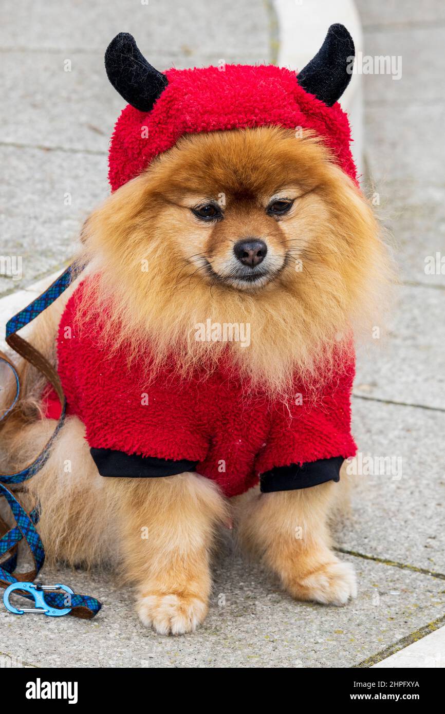 Venice, Italy. 21 February 2022. Dog in costume. Colourful costumes at the Carnival in Venice. Photo: Vibrant Pictures/Alamy Live News Stock Photo