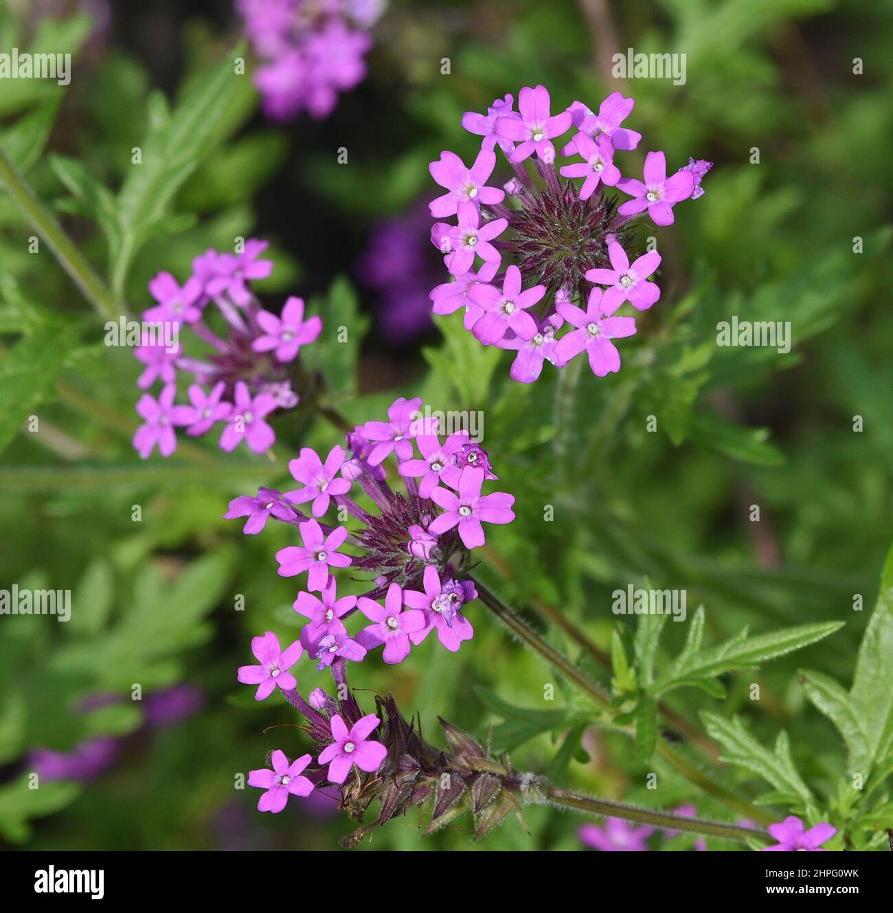 Eisenkraut, Verben canadensis ist genau wie das patagonische Eisenkraut nur bedingt winterhart. Vervain, Verben canadensis, like the Patagonian vervai Stock Photo