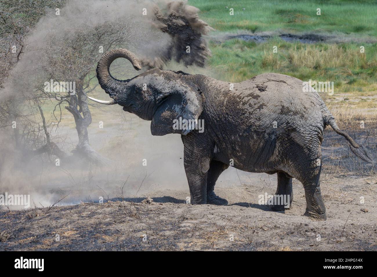 African Elephant (Loxodonta africana) playing with sand, Ngorongoro conservation area, Tanzania. Stock Photo