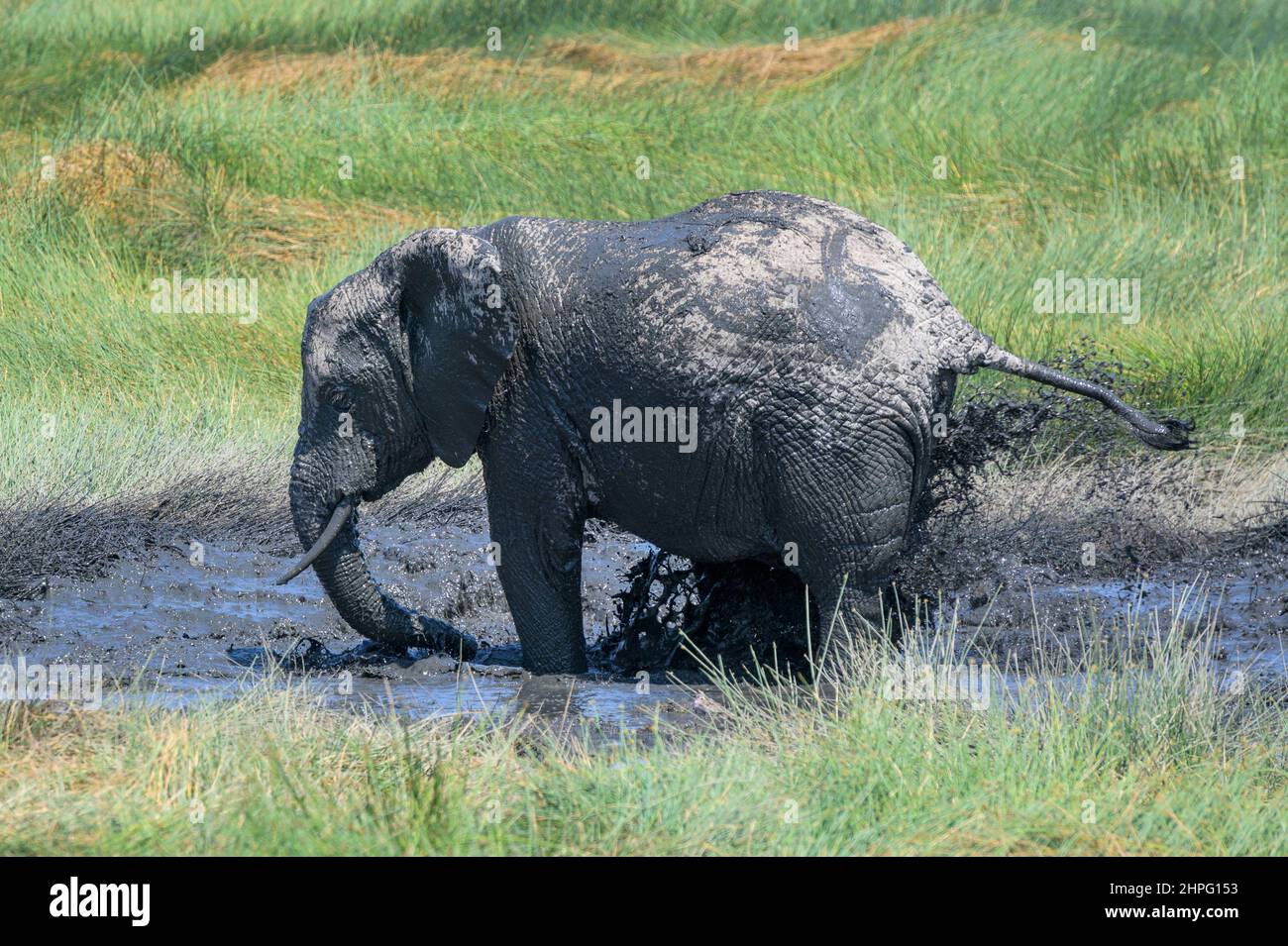 African Elephant (Loxodonta africana) playing with mud in the marsh, Ngorongoro conservation area, Tanzania. Stock Photo