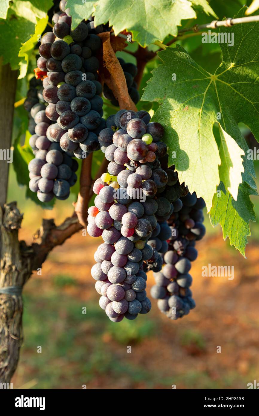 Red grapes 'Sangiovese' of Chianti Classico region in Tuscany, Italy Stock Photo