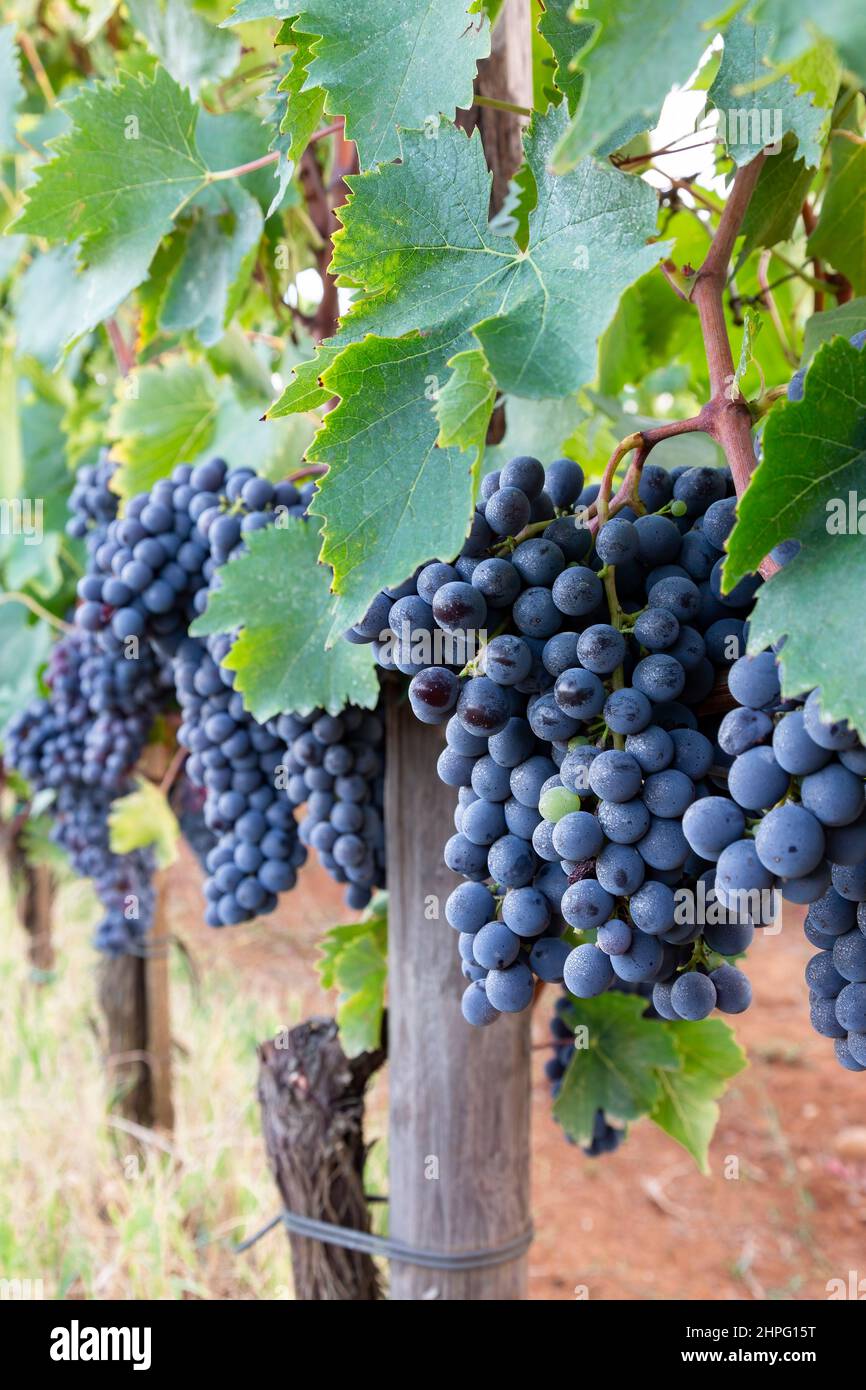 Red grapes 'Sangiovese' of Chianti Classico region in Tuscany, Italy Stock Photo