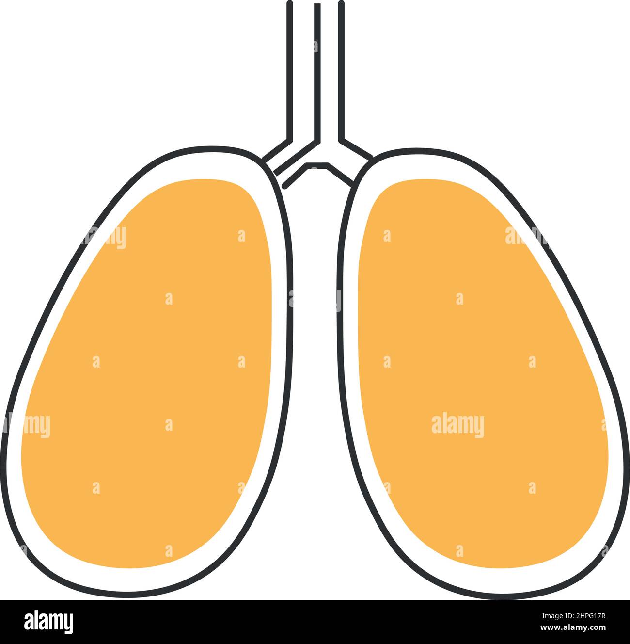 Stylish thin line lungs icon on white background - Vector illustration ...