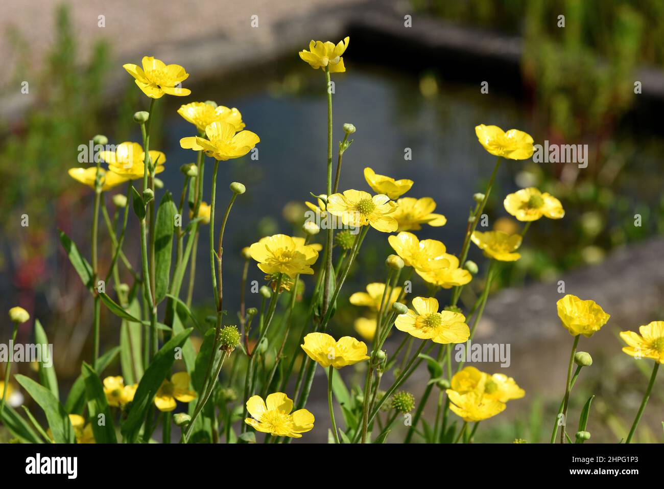 Zungenhahnenfuss, Ranunculus lingua ist eine Wasserpflanze mit gelben Blueten. Tongue buttercup, Ranunculus lingua is an aquatic plant with yellow flo Stock Photo