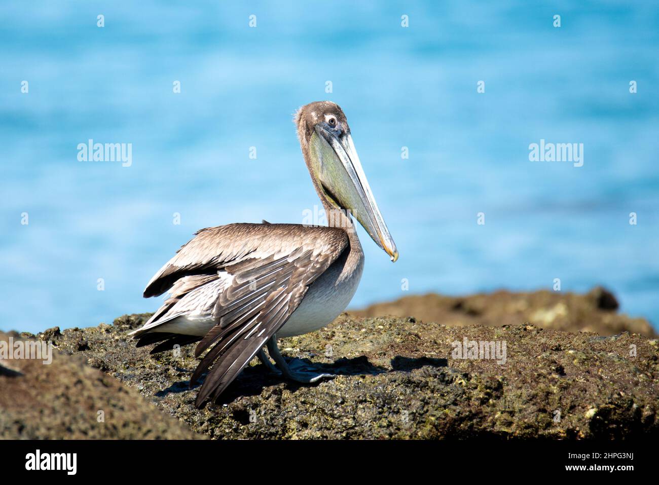 Brown pelican, Pelecanus occidentalis, in a beach juvenile Stock Photo