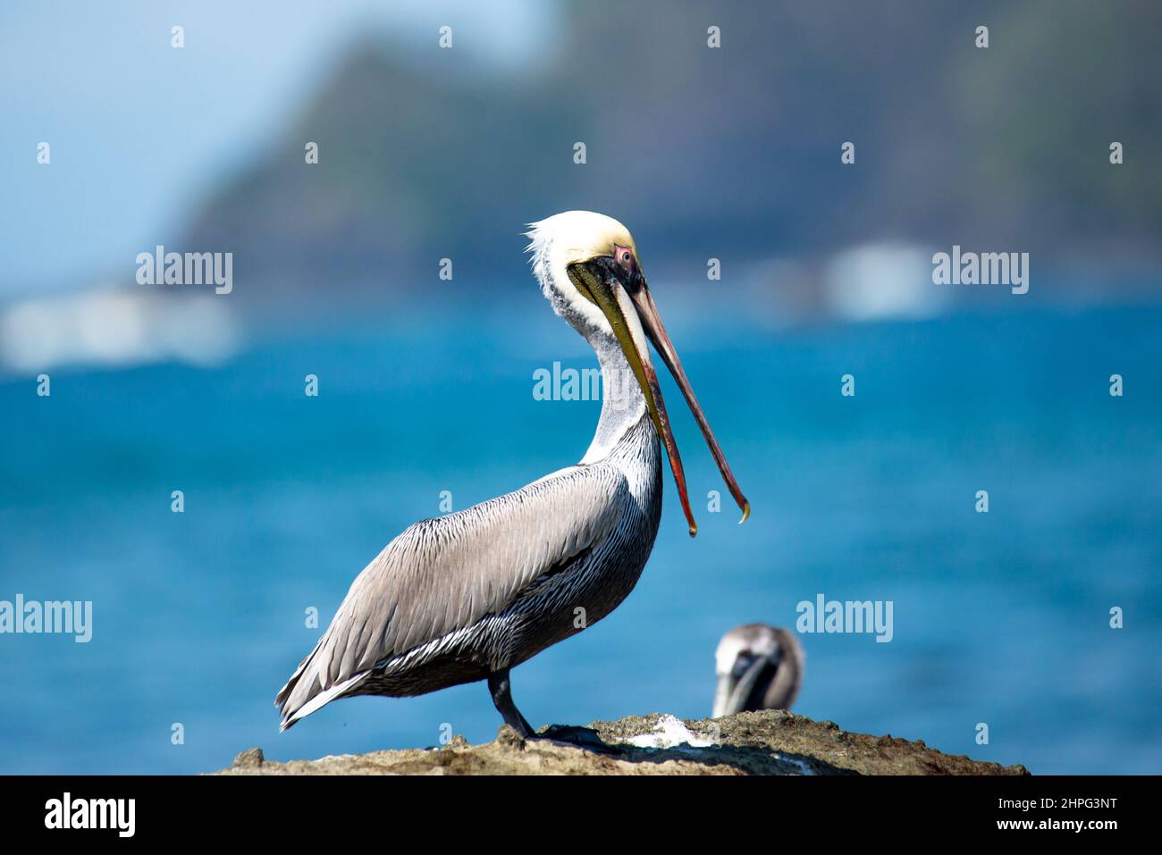 Brown pelican, Pelecanus occidentalis, in a beach open mouth Stock Photo