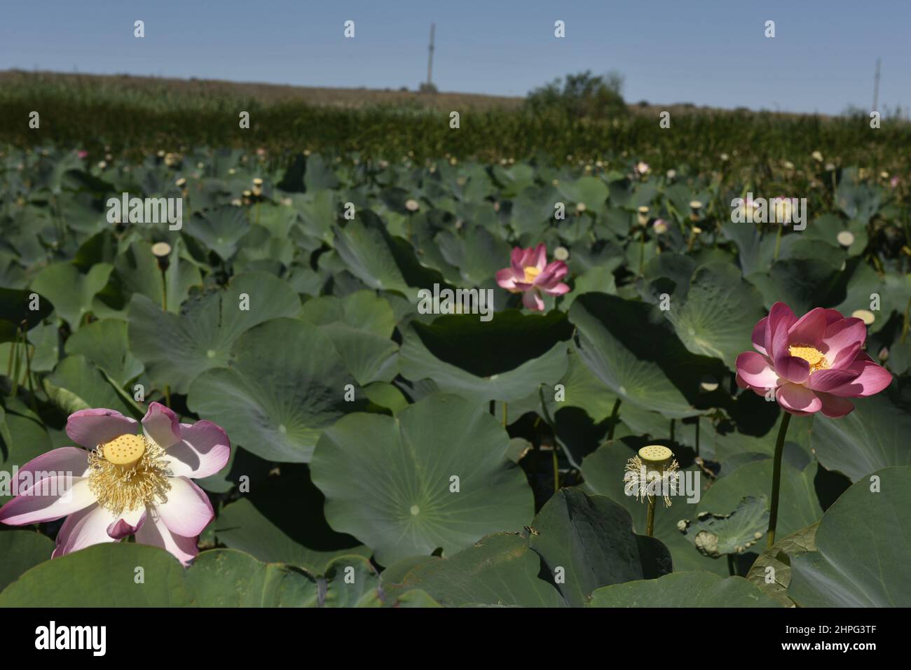 Sunny summer day, Lotus Valley, Anapa, Russia Stock Photo