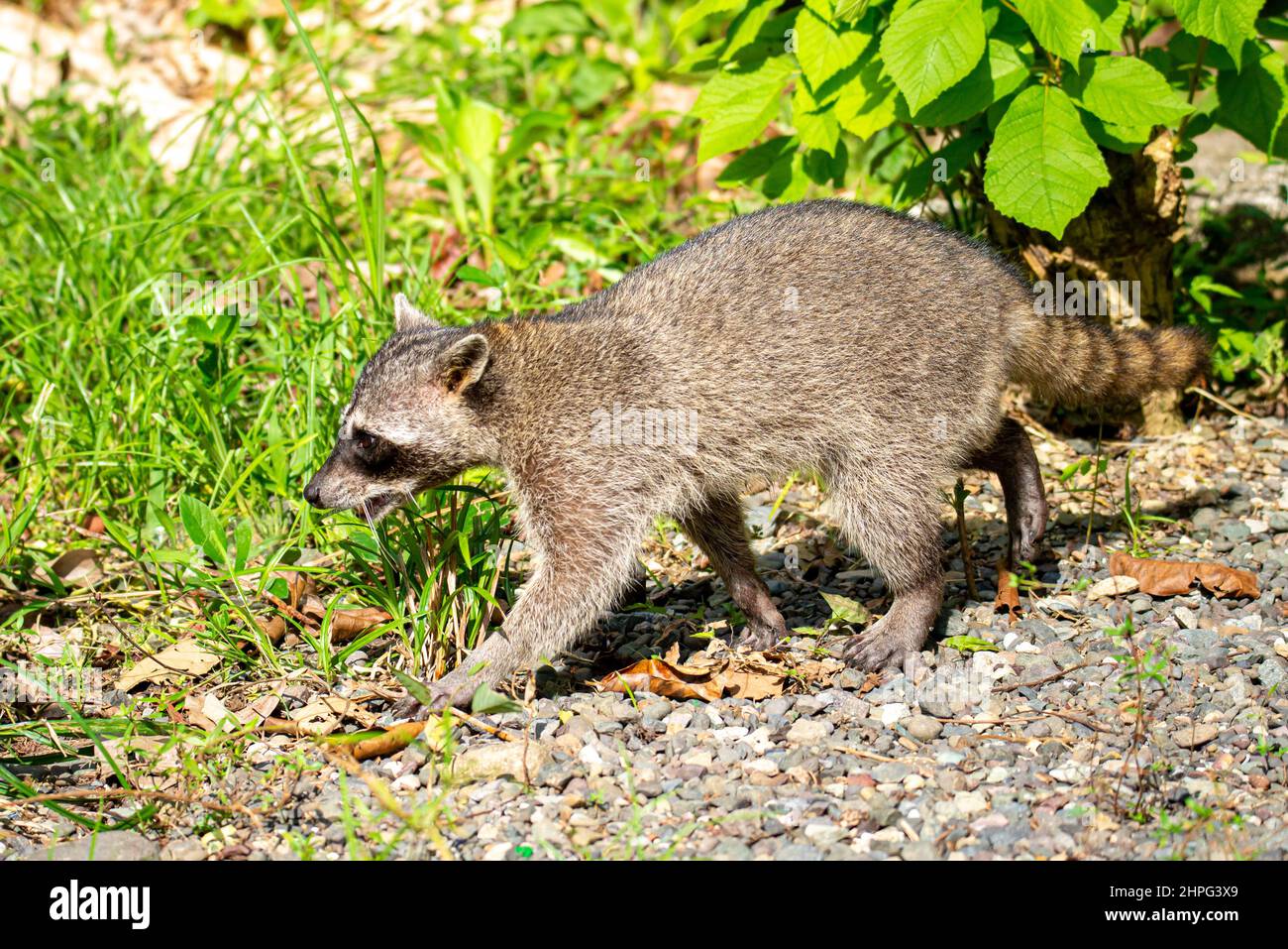 Raccoon walking in the natu Stock Photo