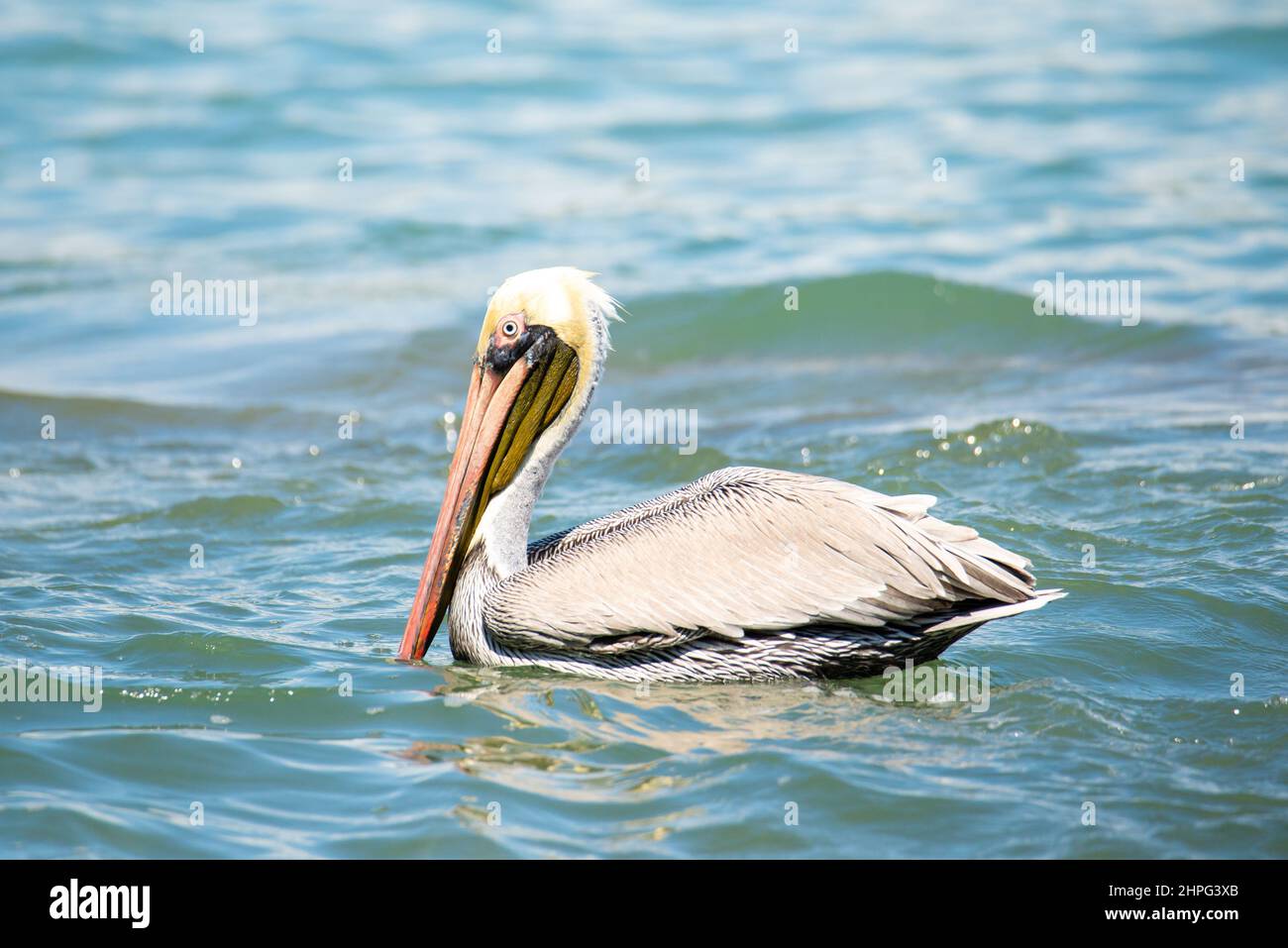 Brown pelican, Pelecanus occidentalis, in a beach swimming in water Stock Photo