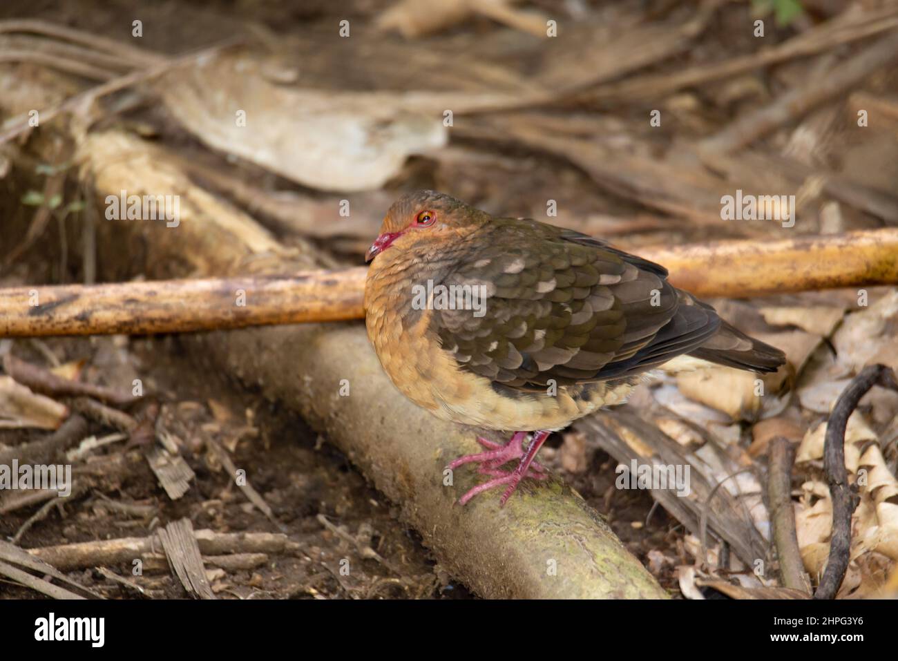 Exotic dove, dove in the jungle, Ruddy quail-dove, Geotrygon montana Stock Photo