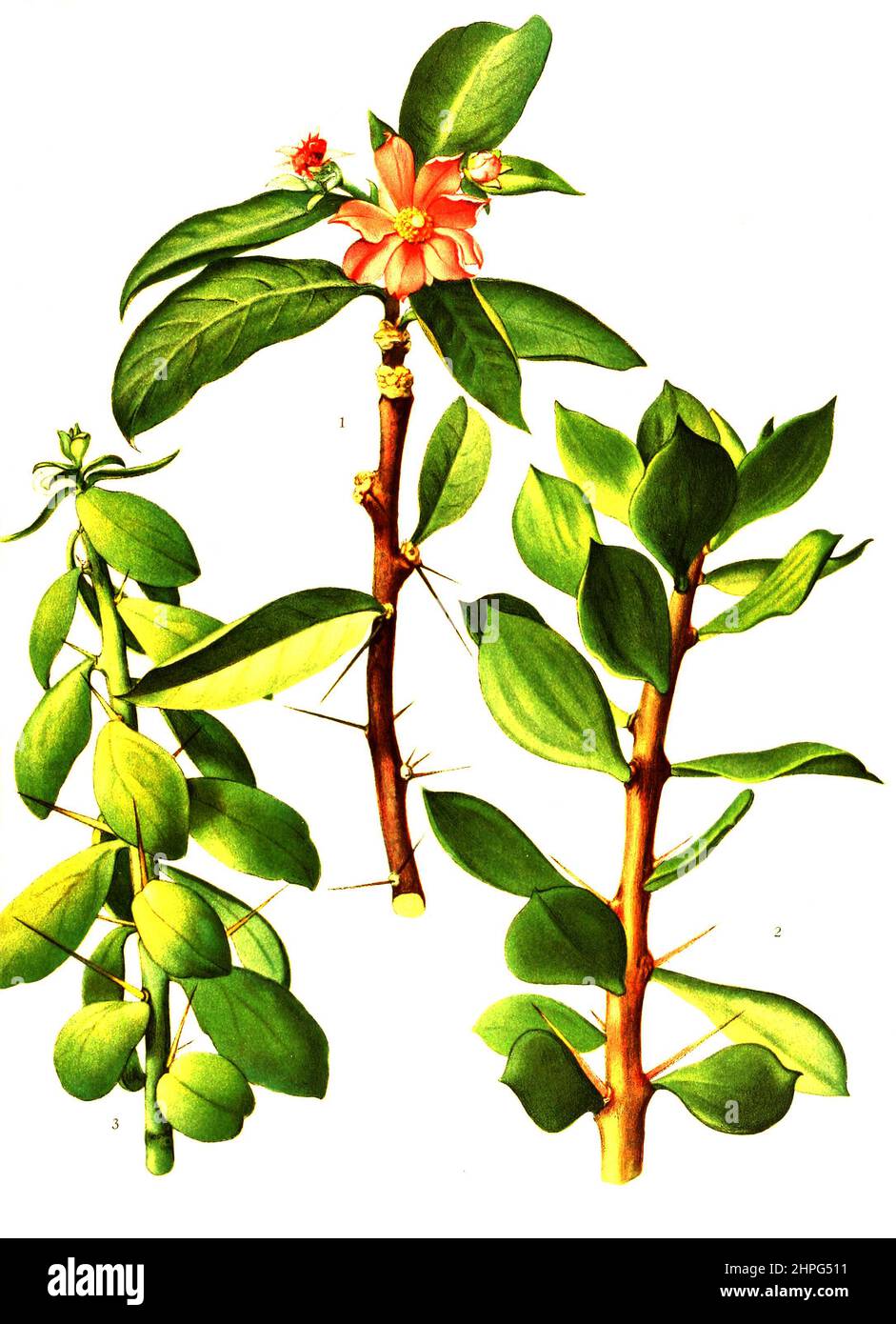 1. Pereskia grandifolia, 2. Pereskiopsis chapistle, 3. Pereskiopsis