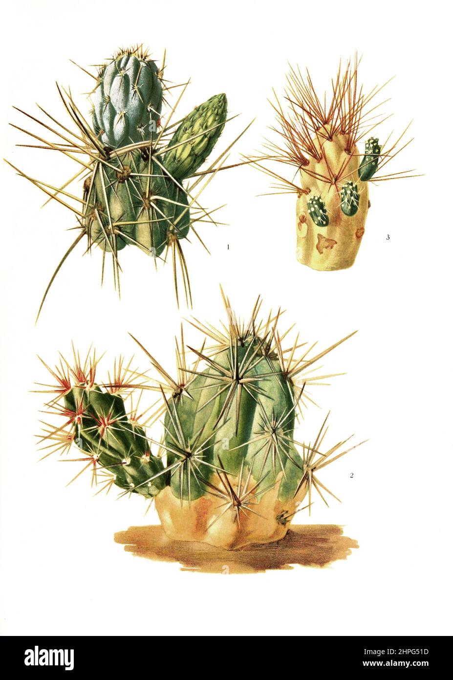 1. Opuntia miquelii, 2. Opuntia invicta, 3. Opuntia ignescens, aus The Cactaceae, descriptions and illustrations, N.L. Britton and J.N. Rose, 1919-1923, Historisch, historical, digital improved reproduction of an original from the 19th century / digital restaurierte Reproduktion einer Originalvorlage aus dem 20. Jahrhundert, genaues Originaldatum nicht bekannt Stock Photo