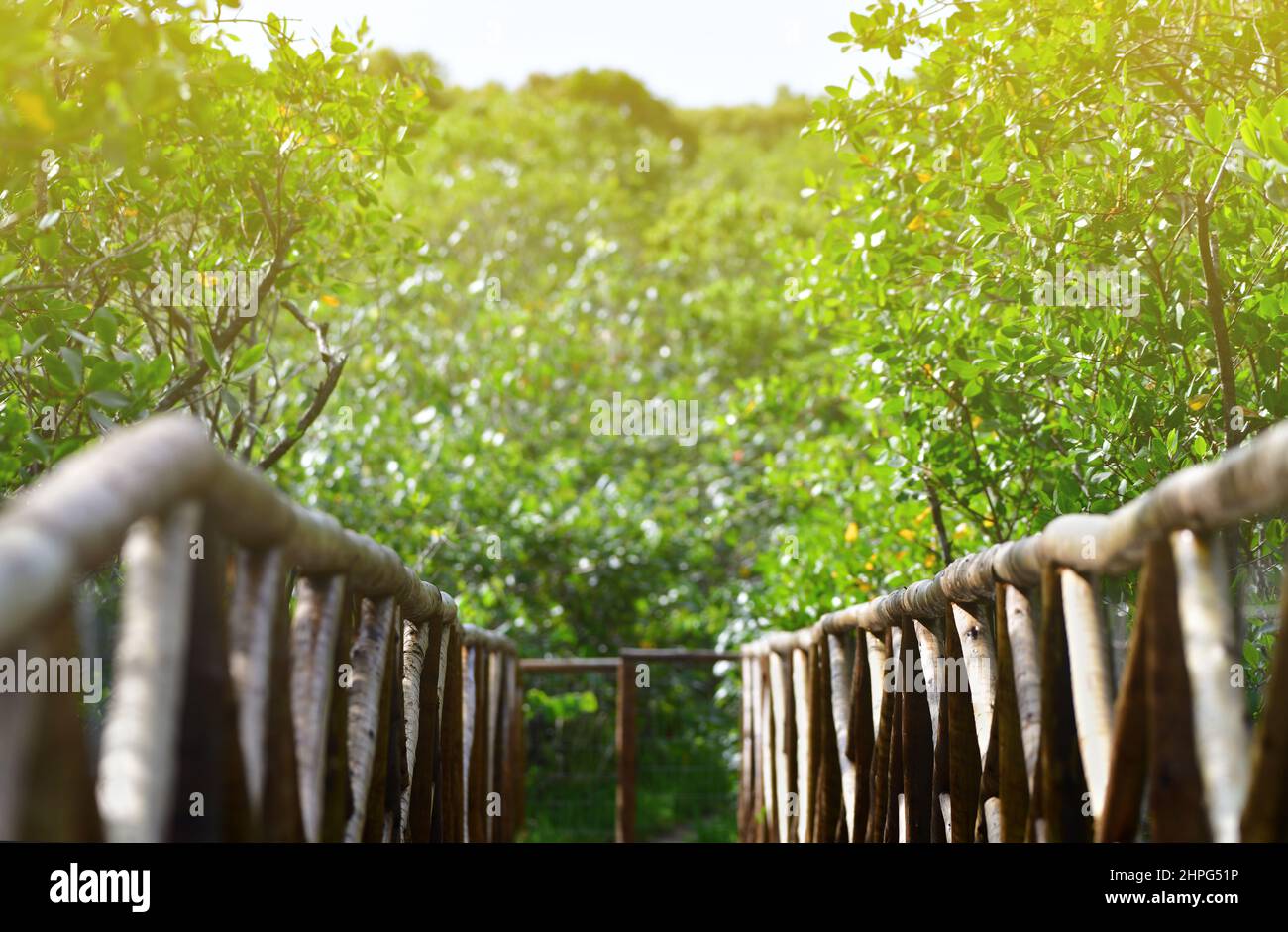 Footbridge over the mangroves in the Guarau protected area. Stock Photo