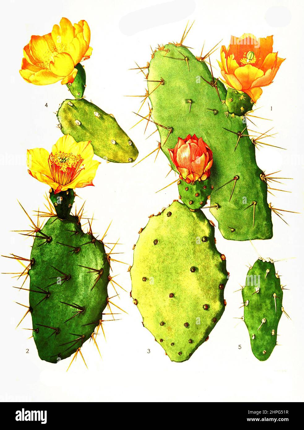 1. Opuntia bergeriana, 2. Opuntia elatior, 3. Opuntia boldinnghii, 4, 5. Opuntia elata, aus The Cactaceae, descriptions and illustrations, N.L. Britton and J.N. Rose, 1919-1923, Historisch, historical, digital improved reproduction of an original from the 19th century / digital restaurierte Reproduktion einer Originalvorlage aus dem 20. Jahrhundert, genaues Originaldatum nicht bekannt Stock Photo