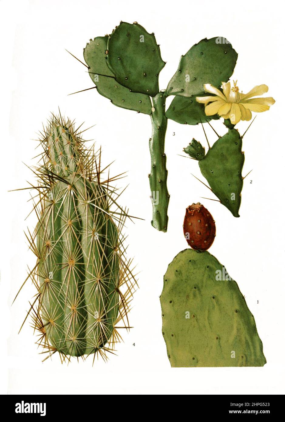 1. Opuntia tomentosa, 2. Opuntia brasiliensis, 3. Grusonia bradtiana, aus The Cactaceae, descriptions and illustrations, N.L. Britton and J.N. Rose, 1919-1923, Historisch, historical, digital improved reproduction of an original from the 19th century / digital restaurierte Reproduktion einer Originalvorlage aus dem 20. Jahrhundert, genaues Originaldatum nicht bekannt Stock Photo