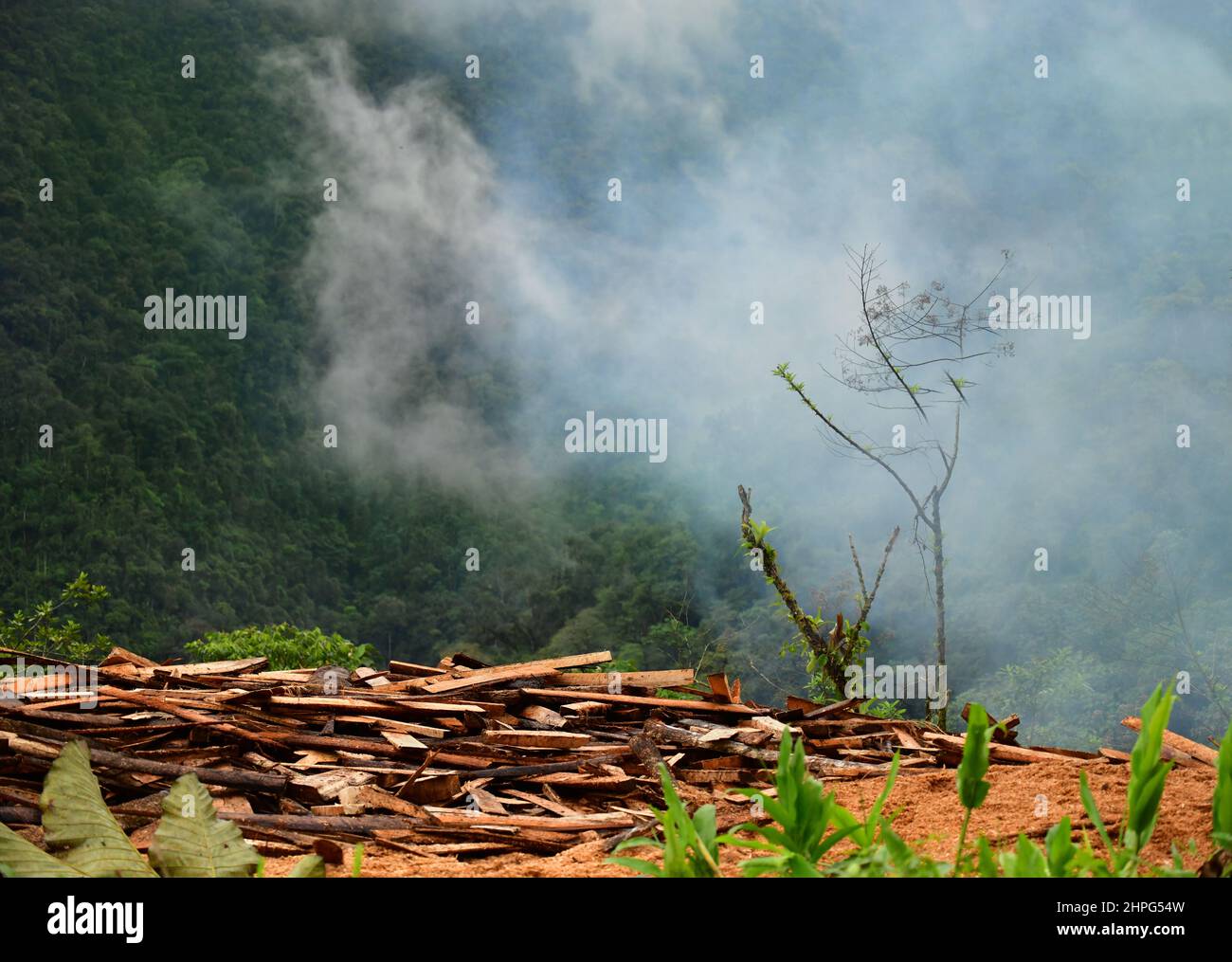 A logging site in the rainforest. Mature hardwood trees have been felled and are burning. Colombia, South America Stock Photo